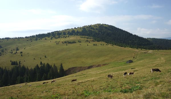 Гори на Закарпатті